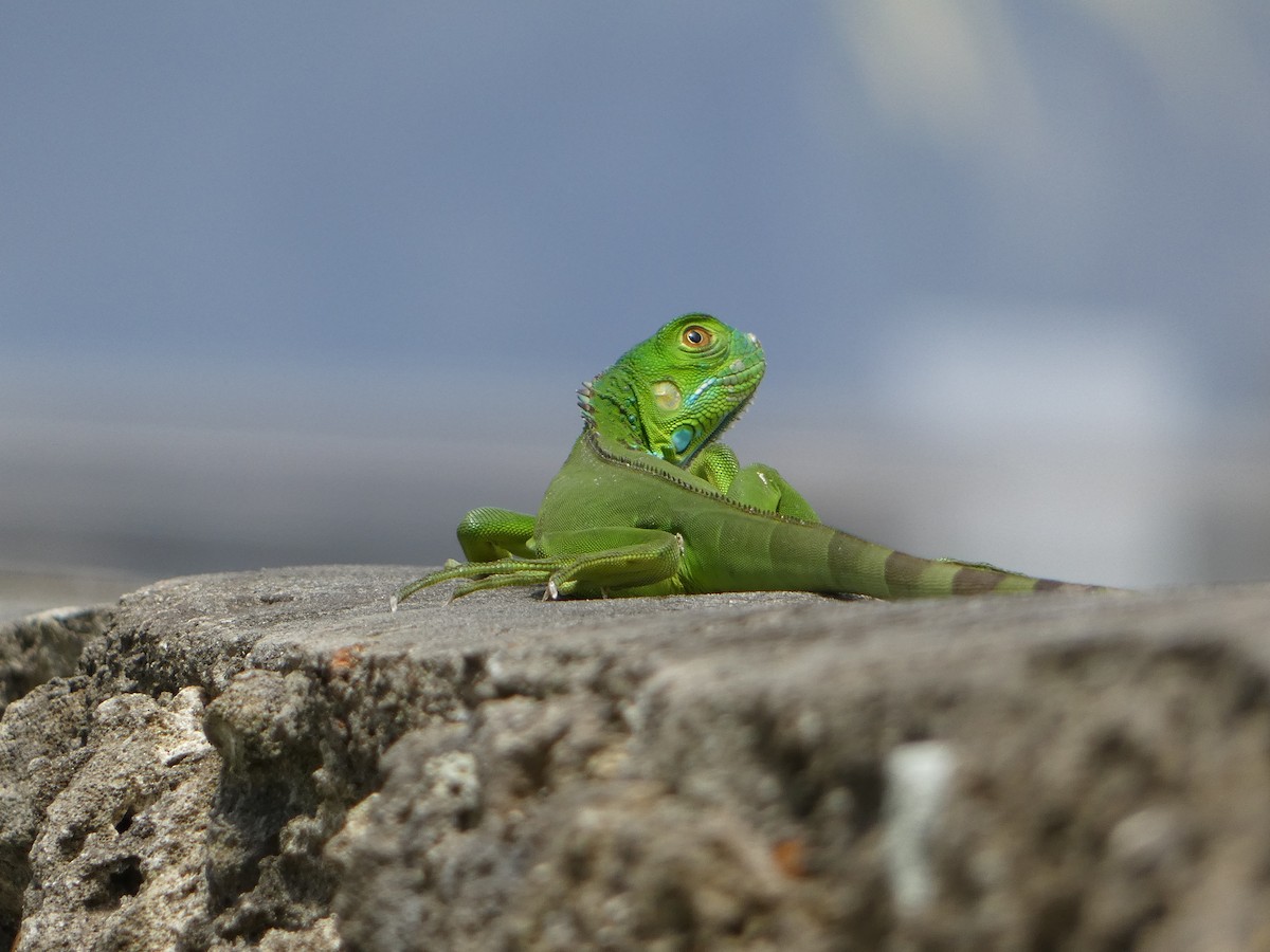 Reptiles - ML646019858