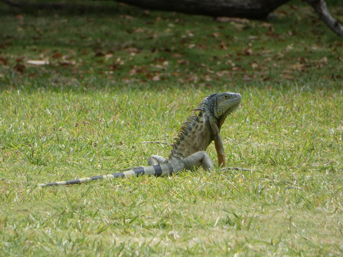 Reptiles - ML646019859