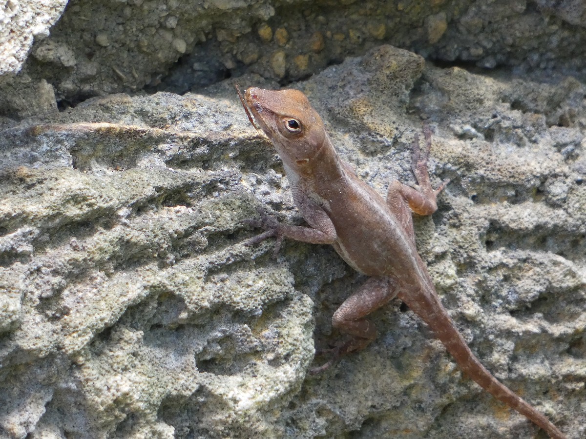 Reptiles - ML646019860