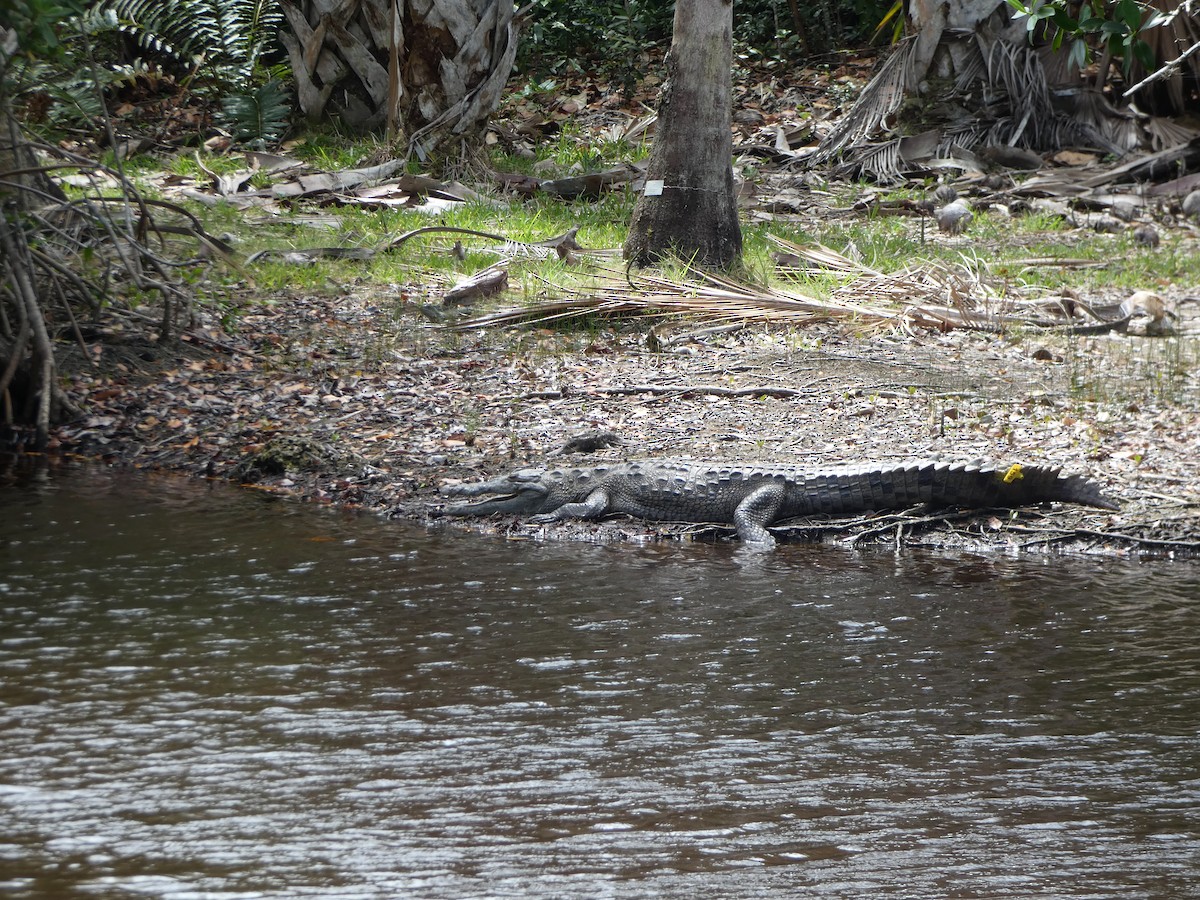 American Alligator - ML646019861
