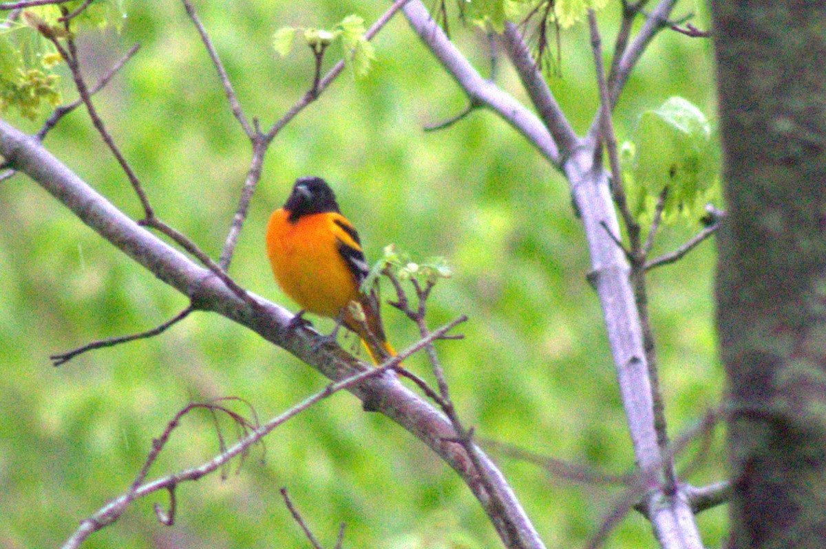 Трупіал балтиморський - ML646019868