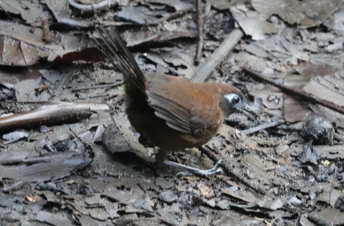 Zeledon's Antbird - ML646019870