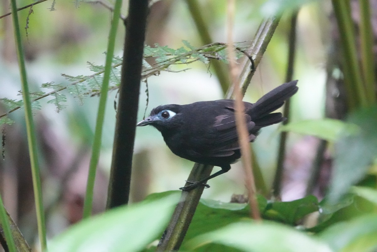 Zeledon's Antbird - ML646019871