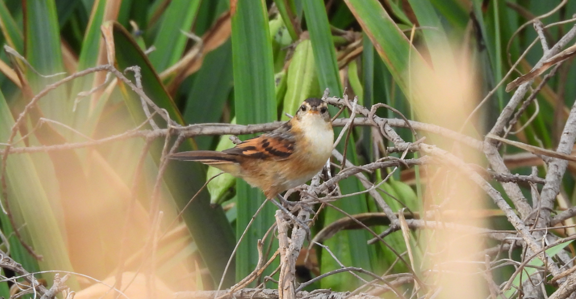 Junquero troglodyte - ML646019872