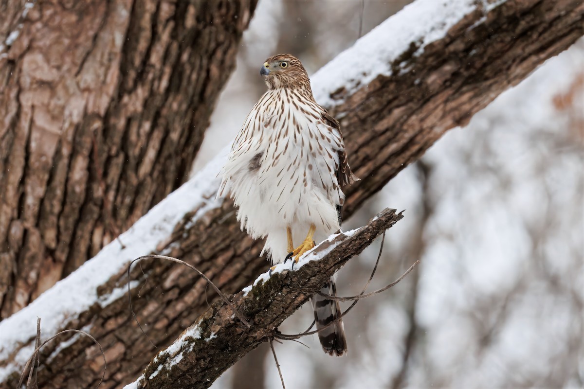 Rundschwanzhabicht - ML646019876