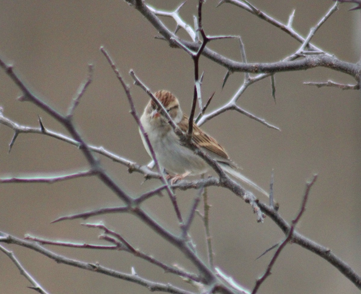 strnádka vrabcovitá - ML646019877