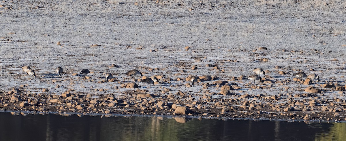 Canada Goose - ML646019878