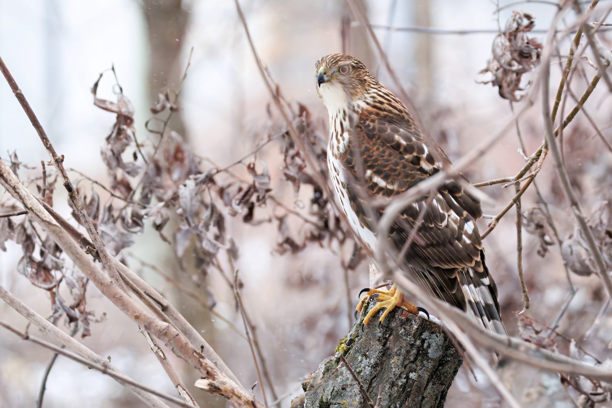 Rundschwanzhabicht - ML646019882