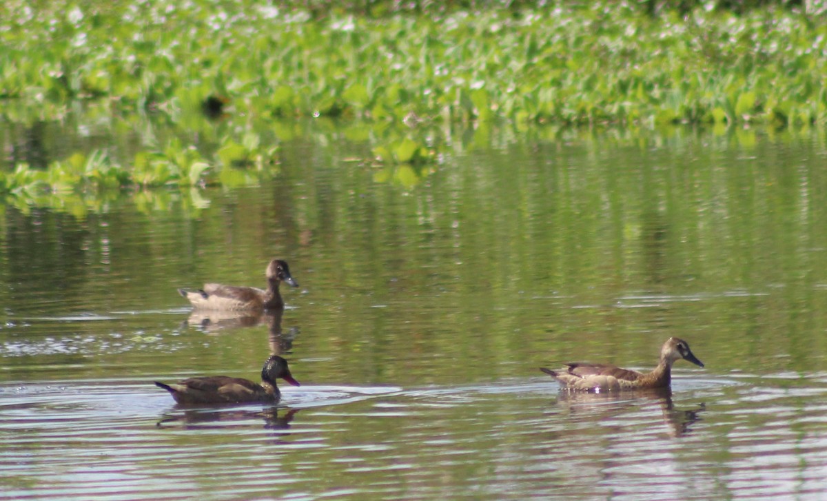 Brazilian Teal - ML646019883