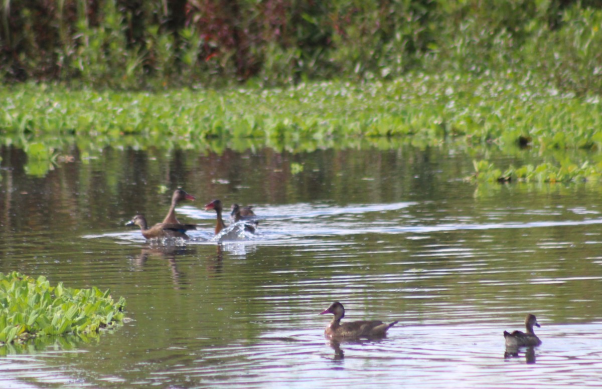 Brazilian Teal - ML646019884