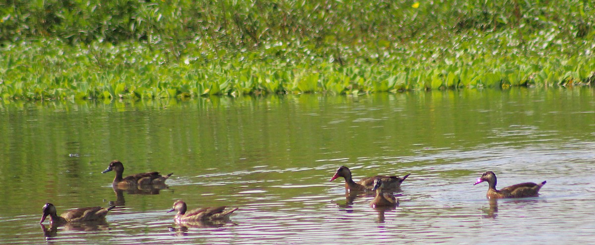 Brazilian Teal - ML646019885