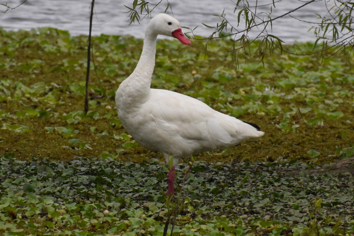 Coscoroba Swan - ML646019890