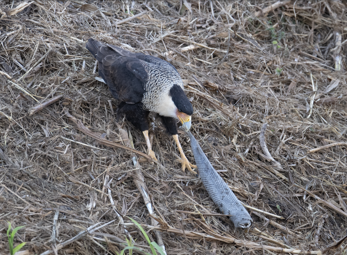 Crested Caracara - ML646019891
