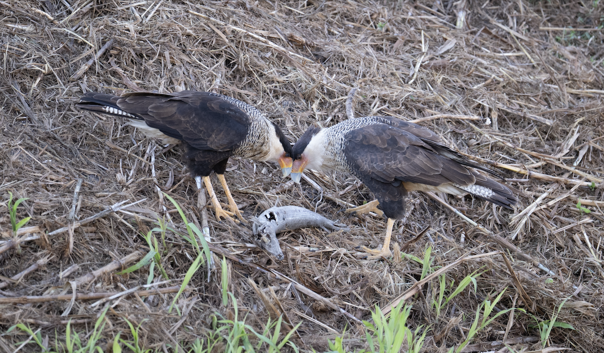 Crested Caracara - ML646019892