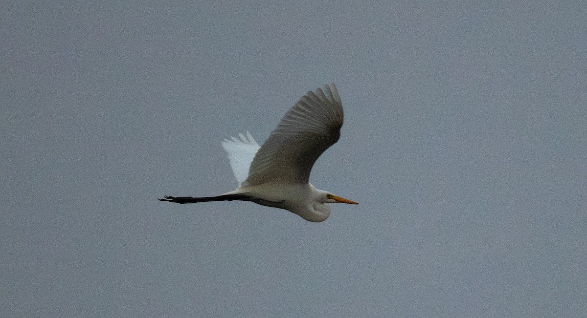 Garceta Grande - ML646019896