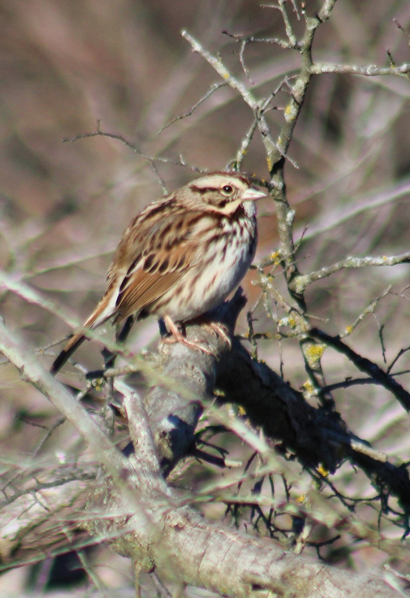 strnadec zpěvný - ML646019915