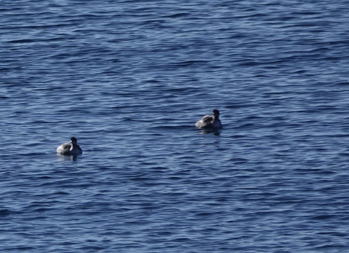 Horned/Eared Grebe - ML646019937