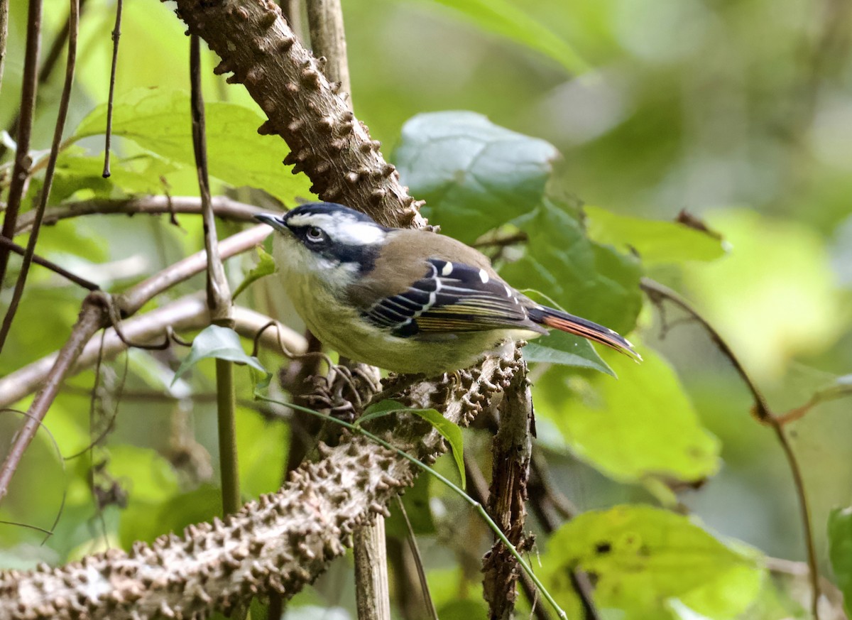 Red-tailed Minla - ML646019939