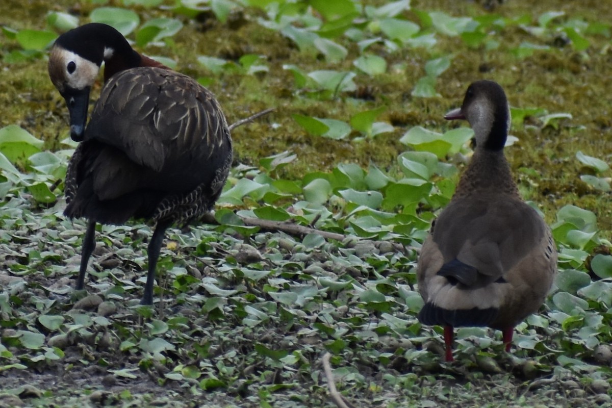 Brazilian Teal - ML646019946