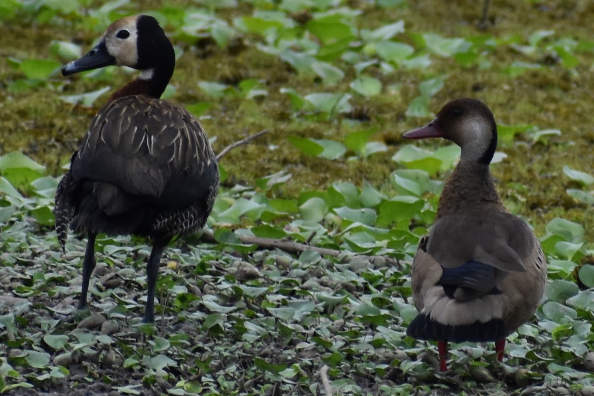 Brazilian Teal - ML646019947
