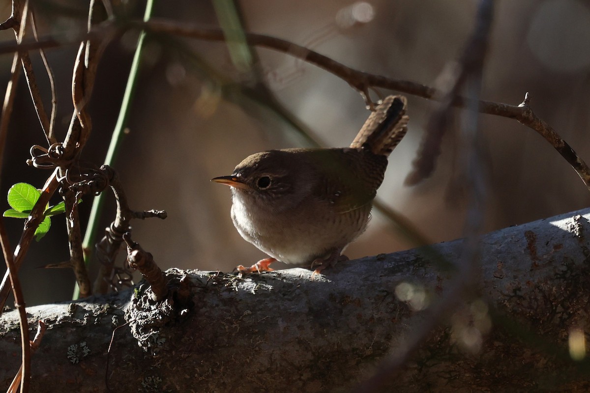 Northern House Wren - ML646019948