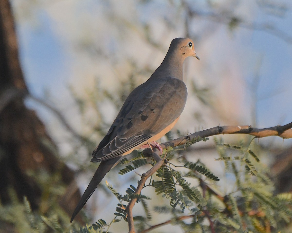 Mourning Dove - ML646019949