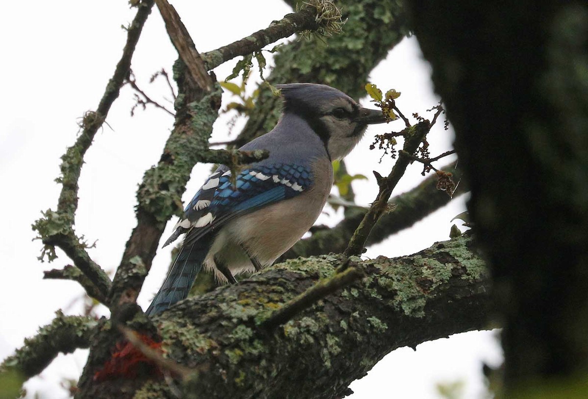 Blue Jay - ML646019952