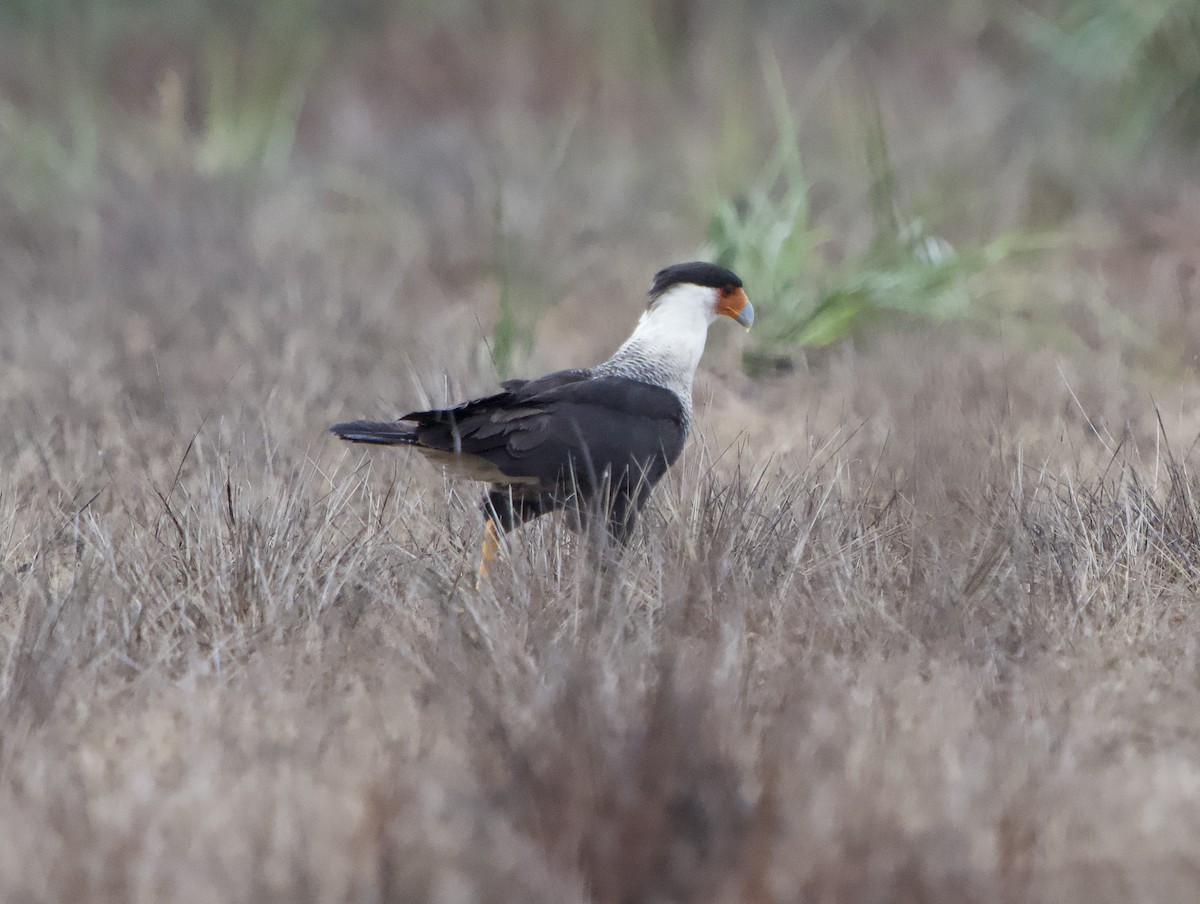 gribbkarakara (cheriway) - ML646019953