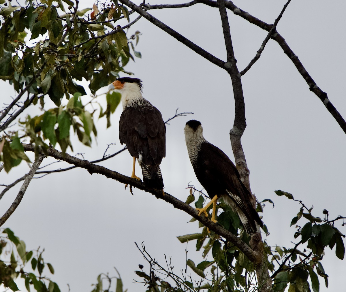 gribbkarakara (cheriway) - ML646019954