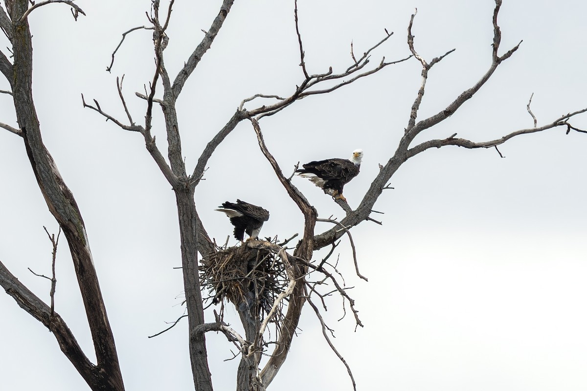 Орлан білоголовий - ML646019955