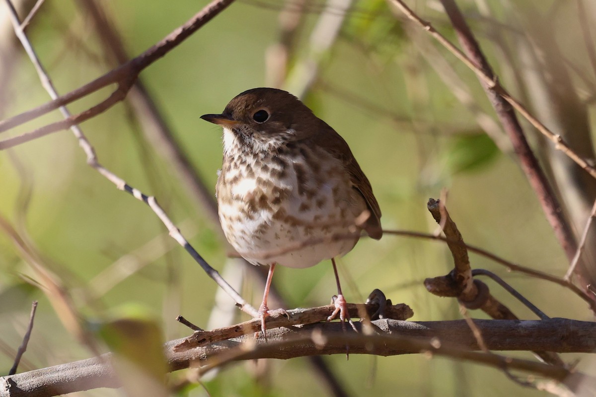 Hermit Thrush - ML646019958
