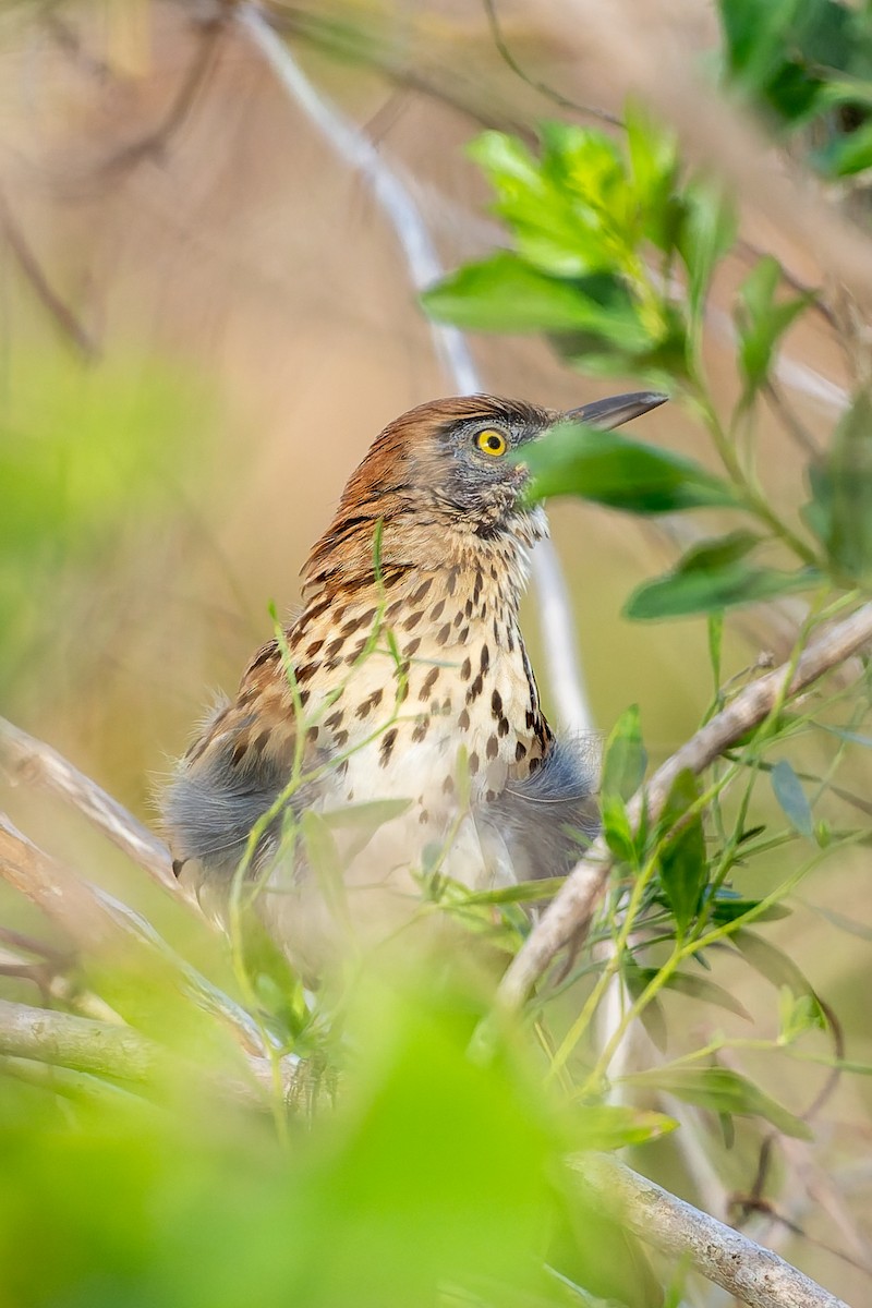 Brown Thrasher - ML646019963