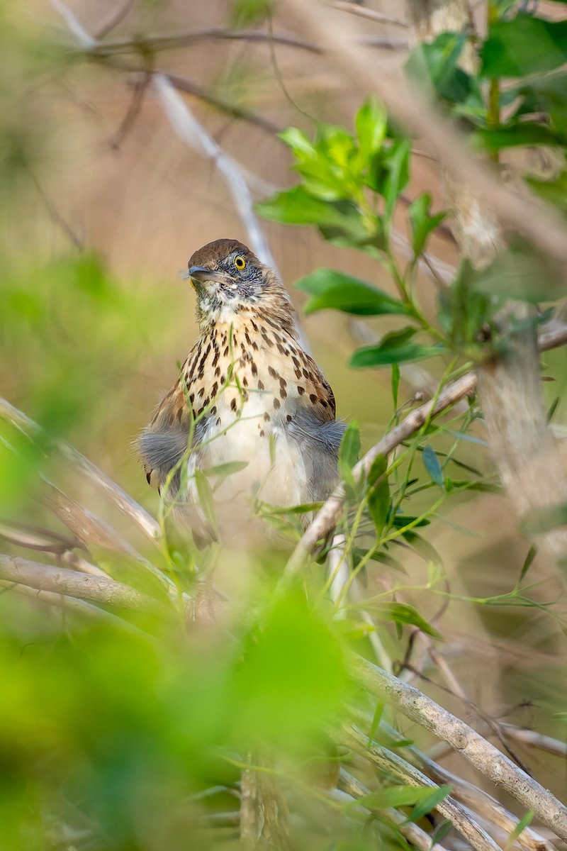 Brown Thrasher - ML646019964
