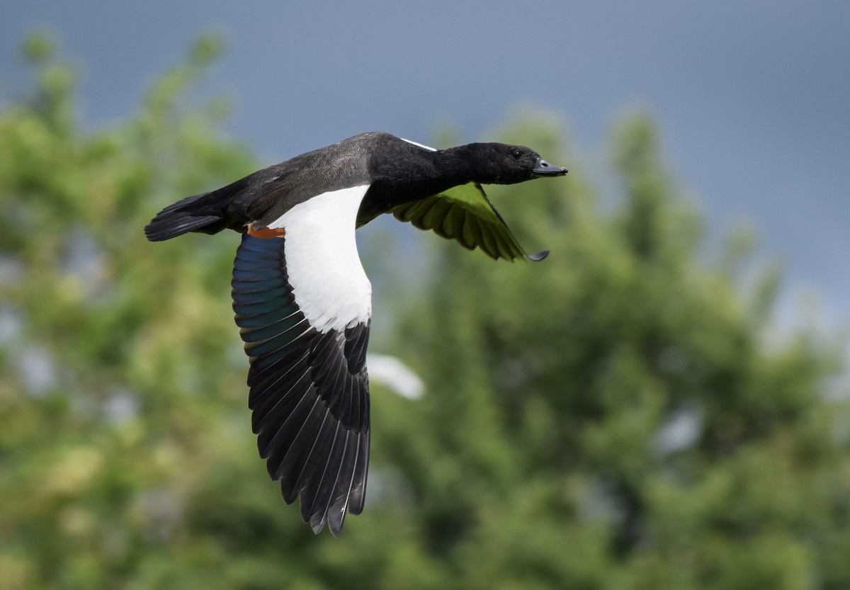 Tarro Maorí - ML646019970