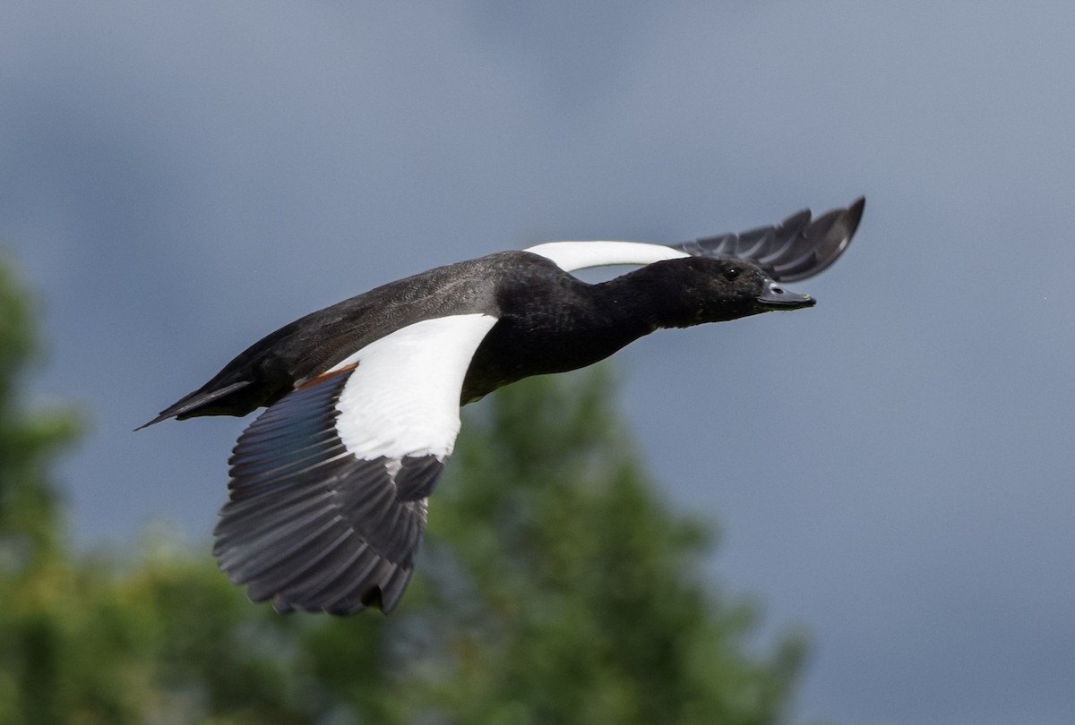 Tarro Maorí - ML646019971