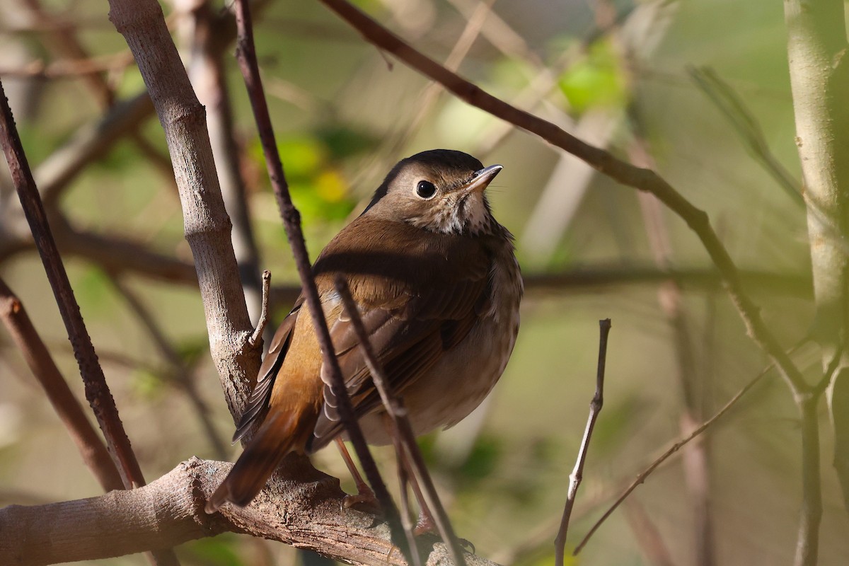 Hermit Thrush - ML646019972