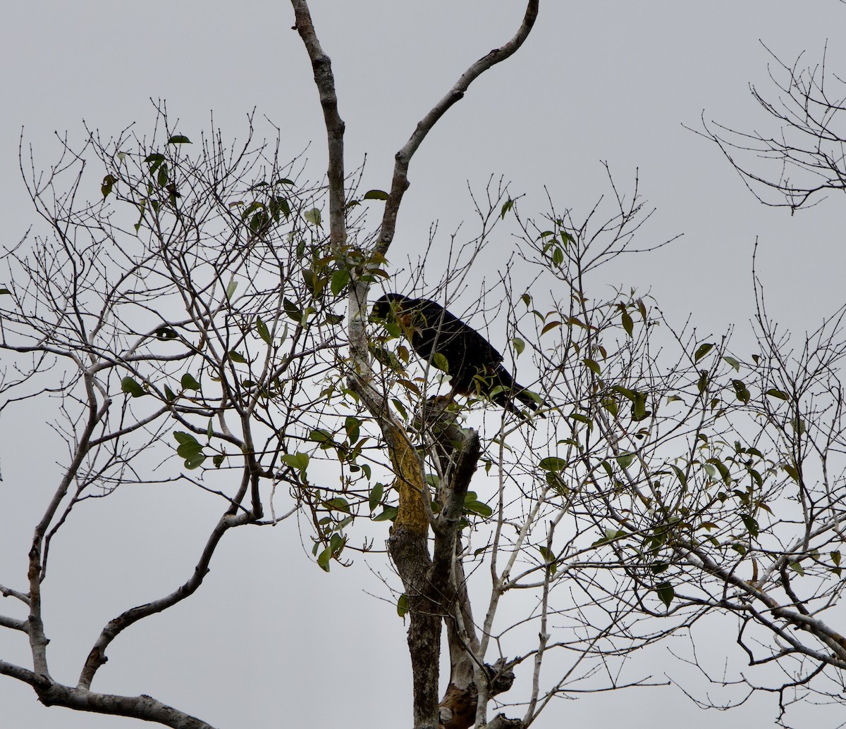 Orange-breasted Falcon - ML646019973