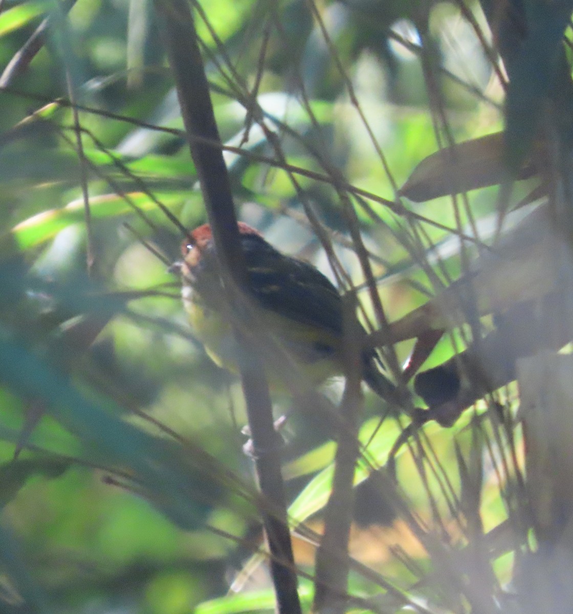 Rufous-crowned Tody-Flycatcher - ML646019975