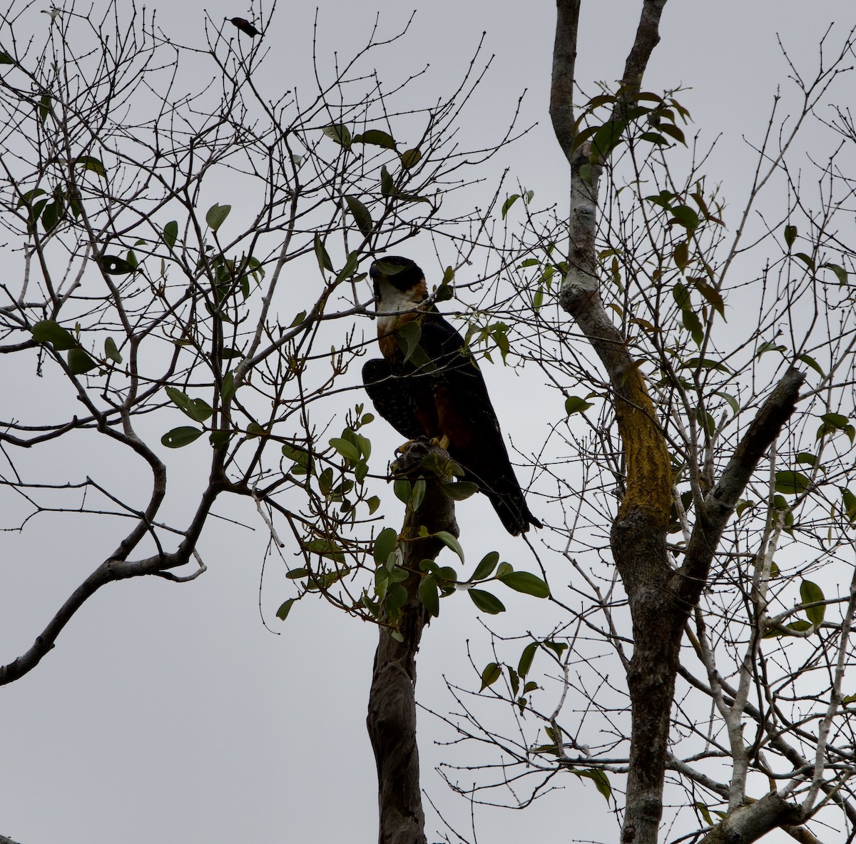 Orange-breasted Falcon - ML646019976