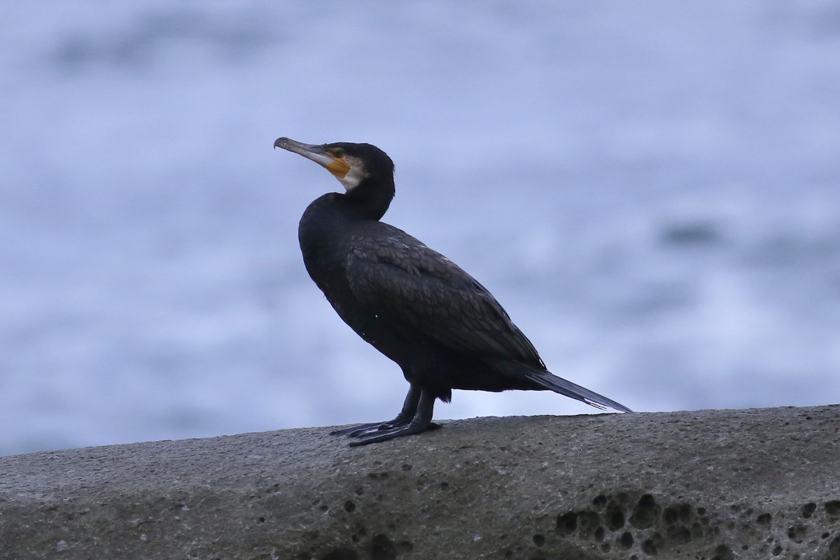 קורמורן גדול (אוסטרלי) - ML646019990