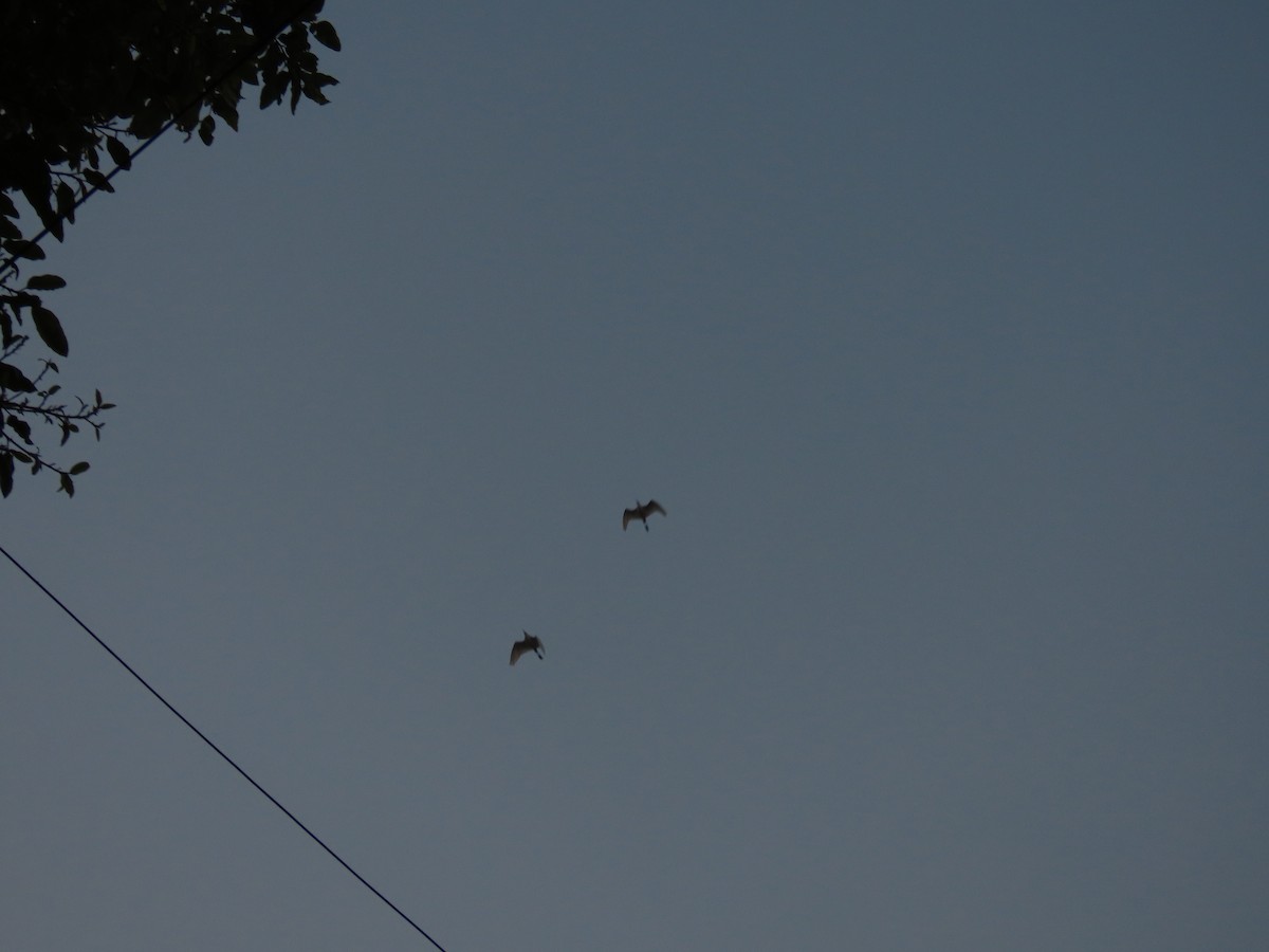 אנפית בקר מזרחית - ML646019991