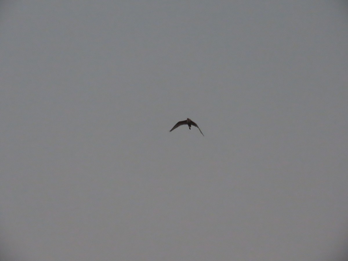 אנפית בקר מזרחית - ML646019992