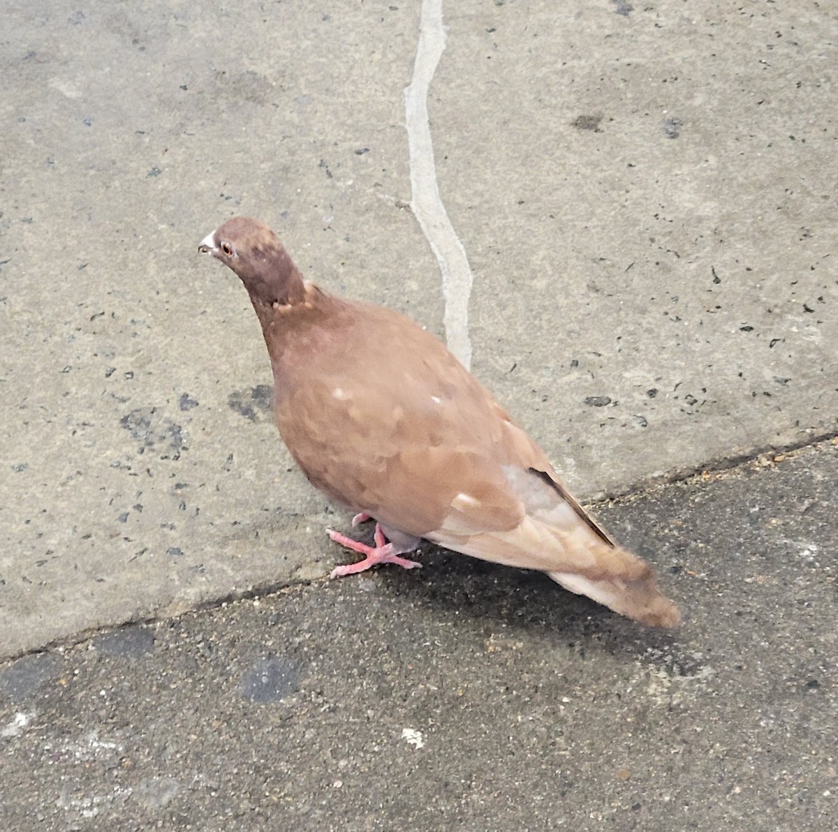 יונת בית - ML646019994