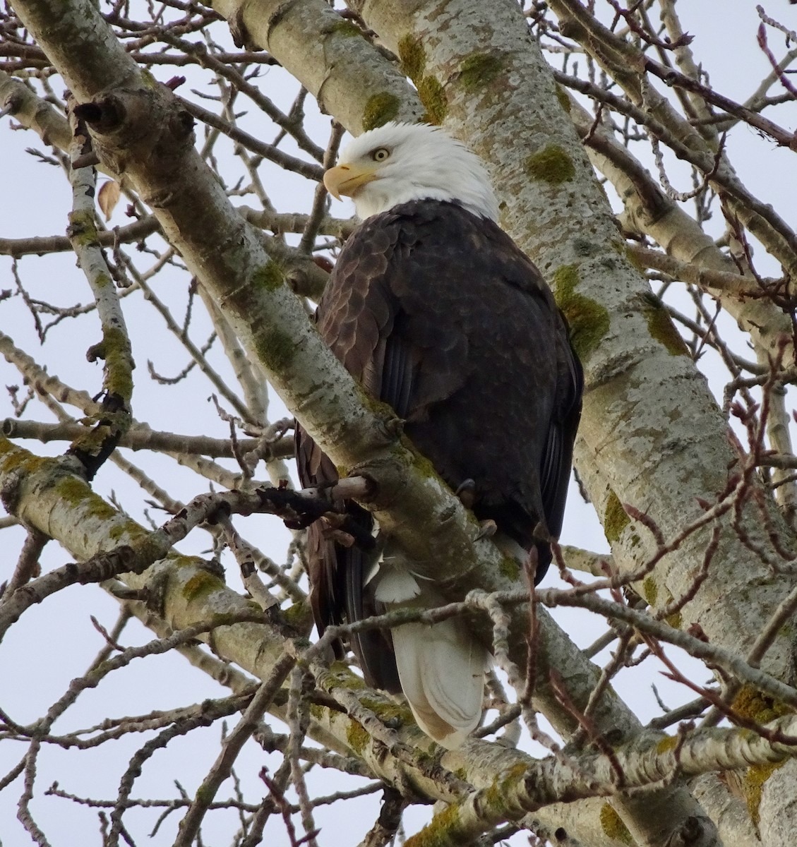 עיטם לבן-ראש - ML646019996