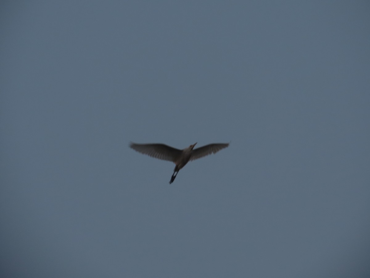 אנפית בקר מזרחית - ML646019997