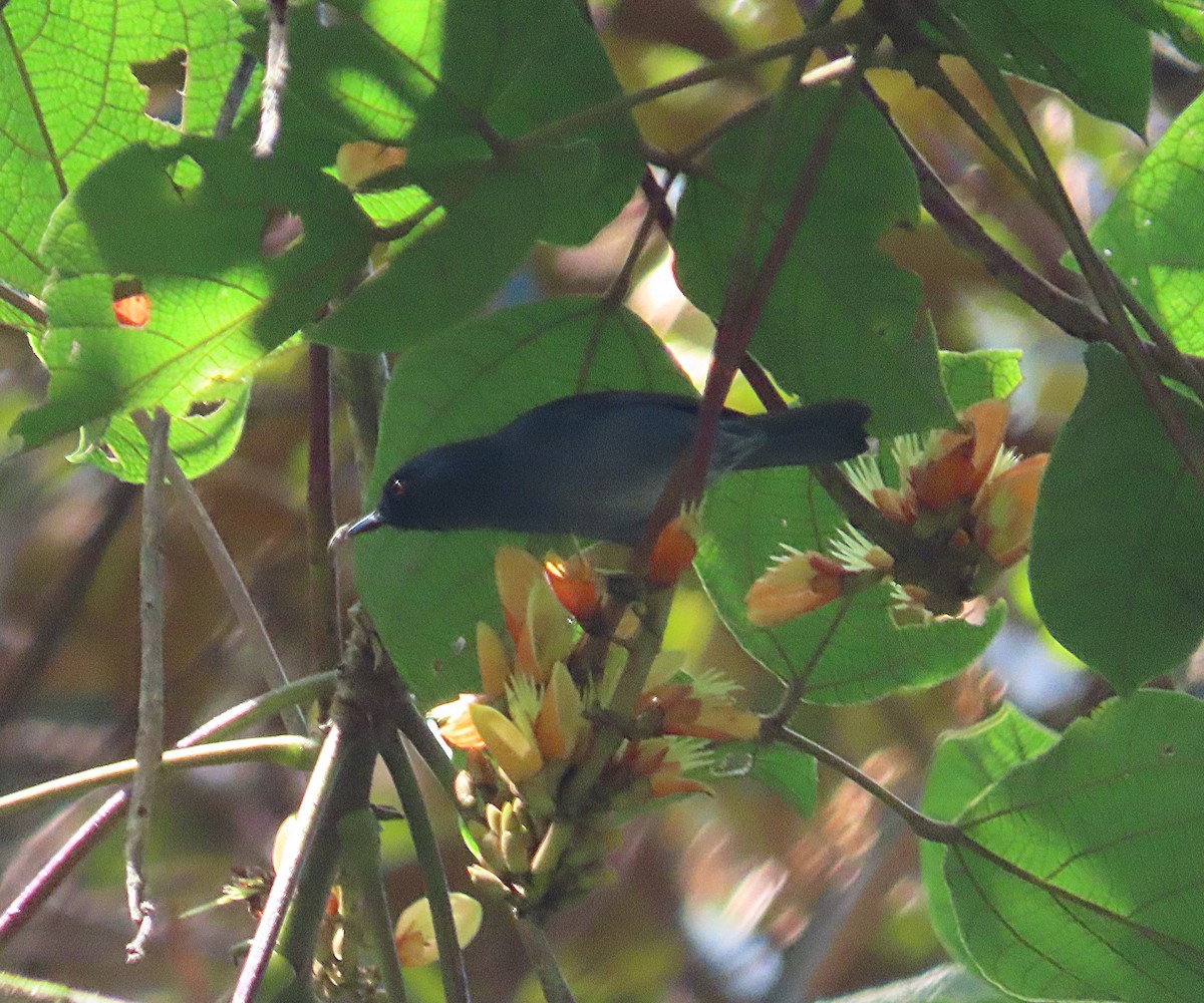 Bluish Flowerpiercer - ML646019998