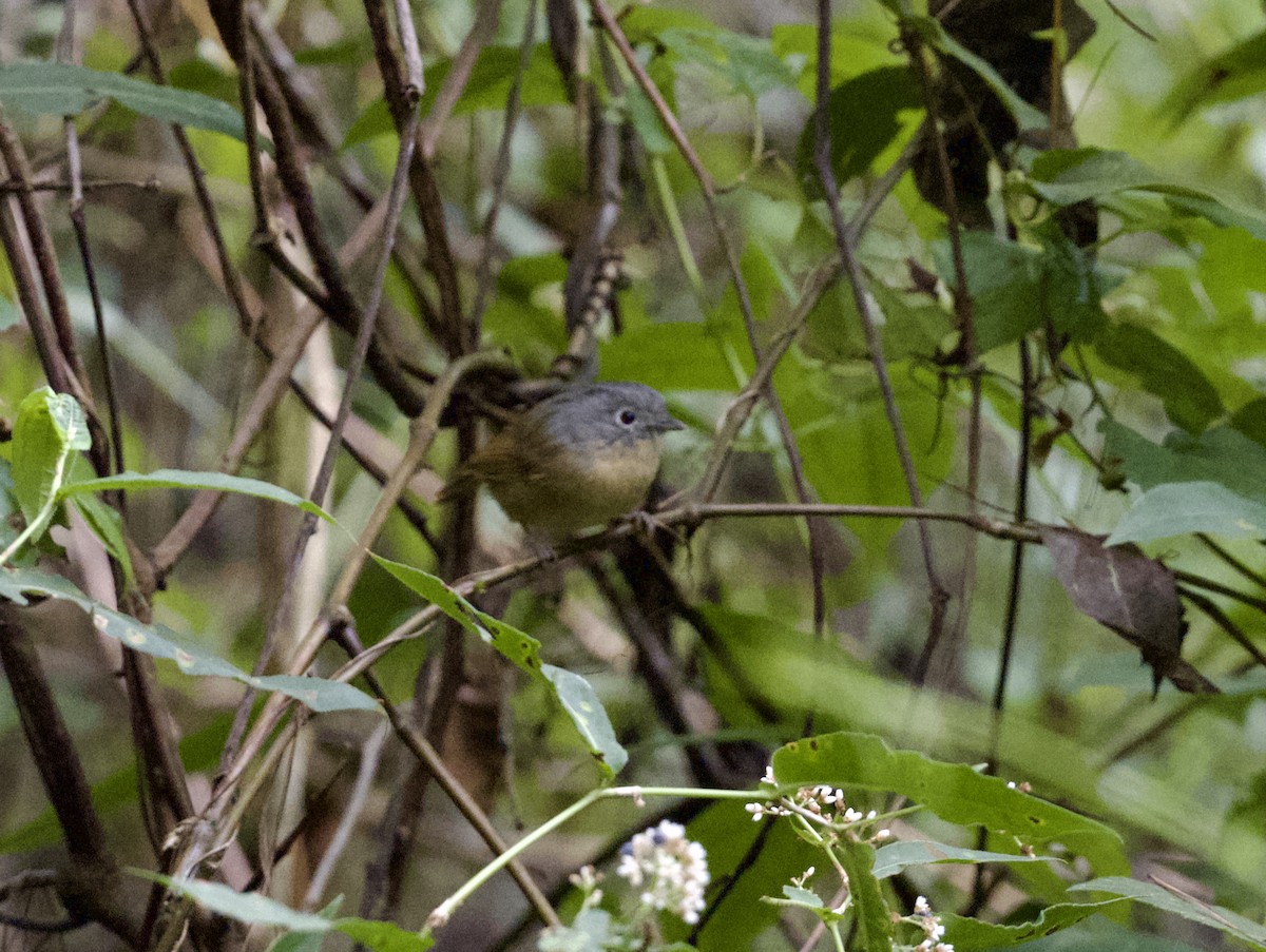 Yunnan Fulvetta - ML646019999