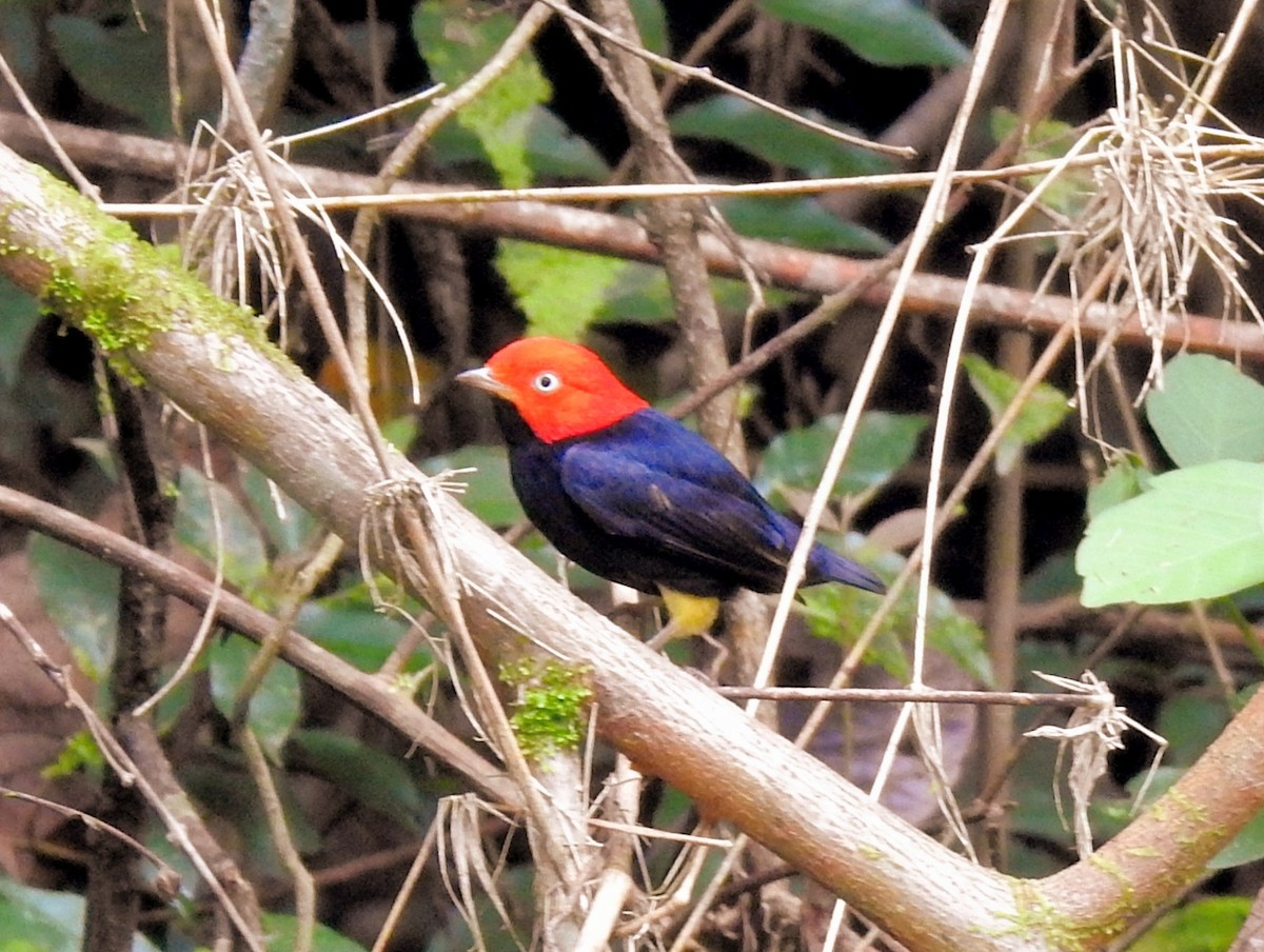 Red-capped Manakin - ML646020000