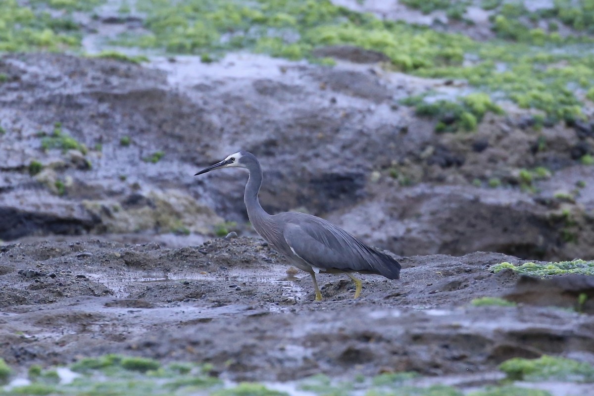 White-faced Heron - ML646020001