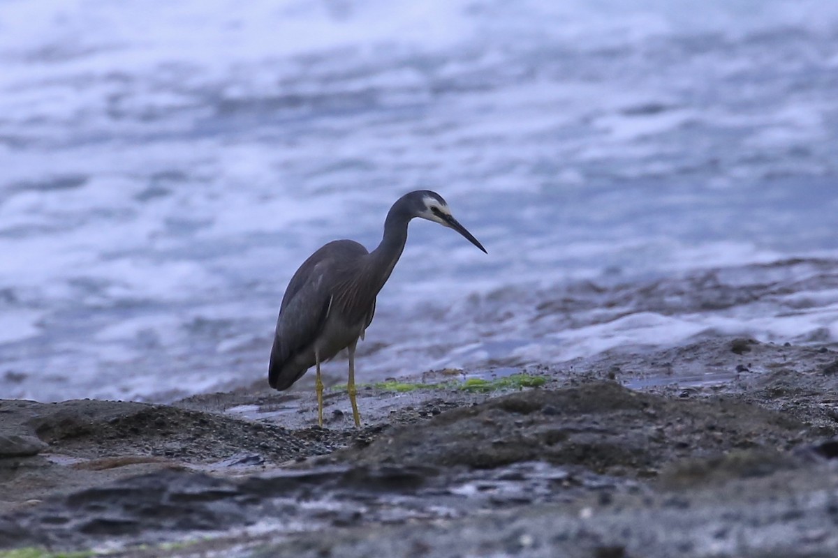 White-faced Heron - ML646020002